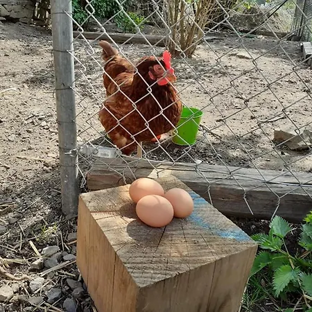 Mala Farma Проживание в семье *