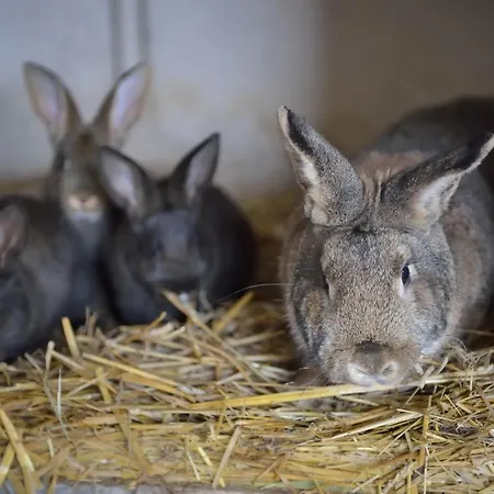 Accommodatie bij particulieren Mala Farma